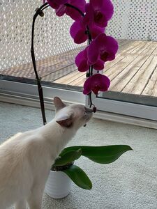 justviolet exclusive onlyfans leaked nudes