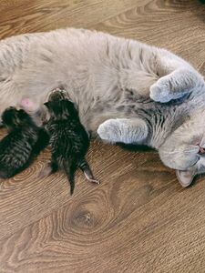 imnotlaika exclusive onlyfans leaked nudes