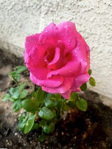 Anna Blossom aka annablossom exclusive onlyfans leaked nudes