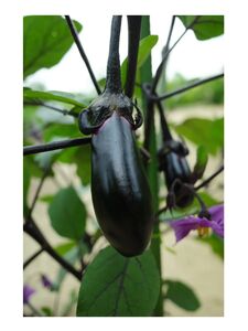 Mira aka heyhorny hot onlyfans leaked nude