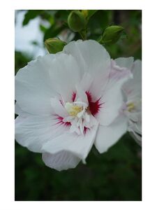 Mira aka heyhorny hot onlyfans leaked nude