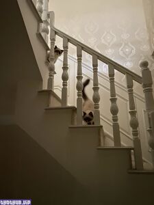 Zhangheyu new hot onlyfans leaked nudes