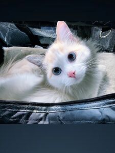 imnotlaika new hot onlyfans leaked nudes