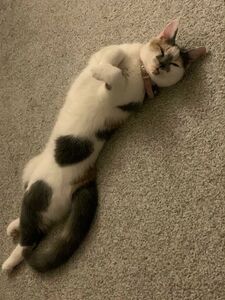 scarlettshoward new hot onlyfans leaked nudes