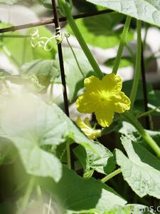 wolfofthewild onlyfans leaks nude photos and videos