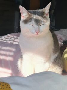 nicolebun onlyfans leaks nude photos and videos