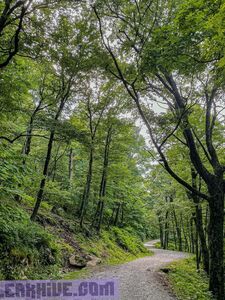 Dani Fae aka TheDanii exclusive onlyfans leaked nudes